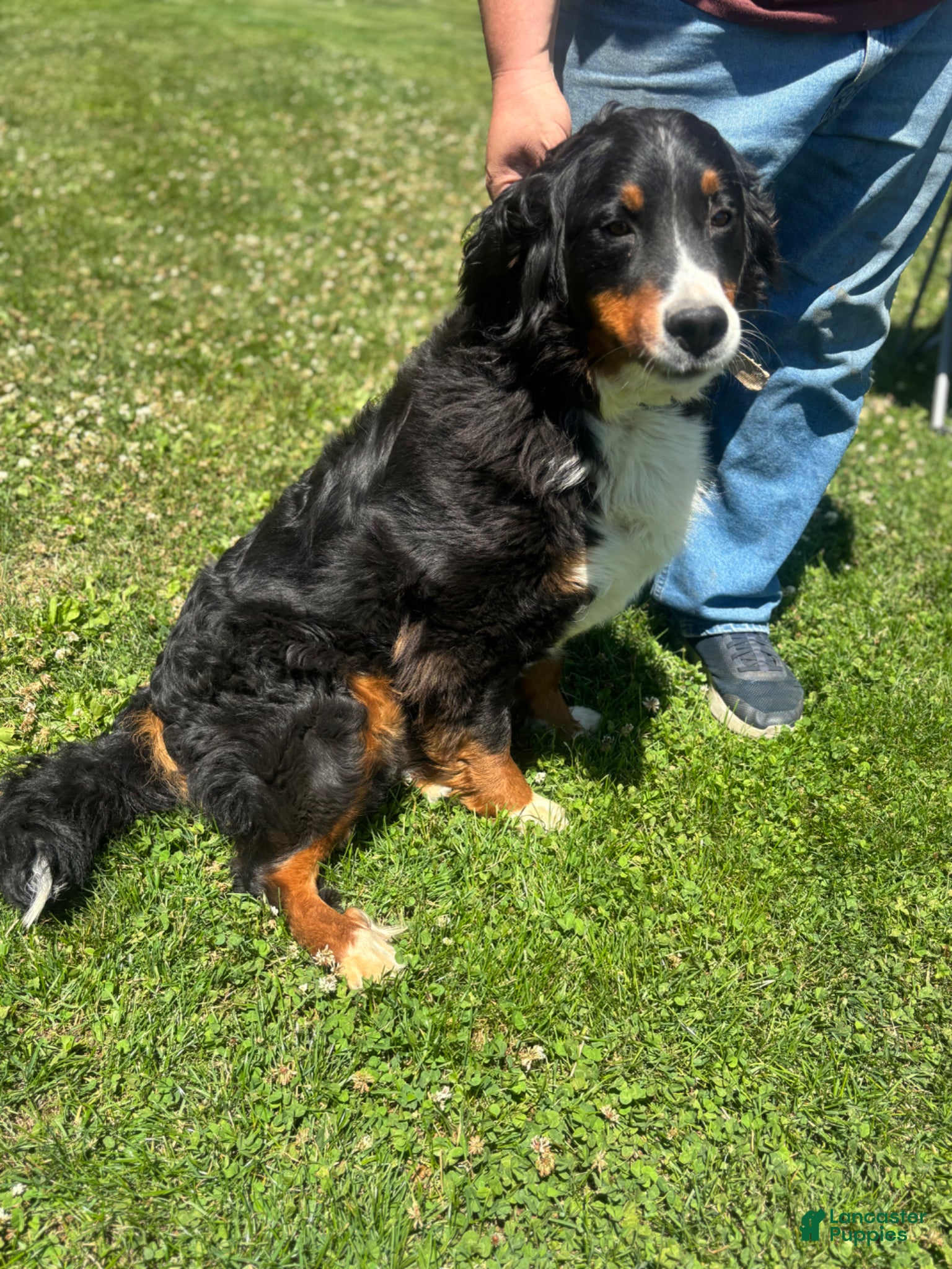 Mixed Breed dogs Panther - Ad 2