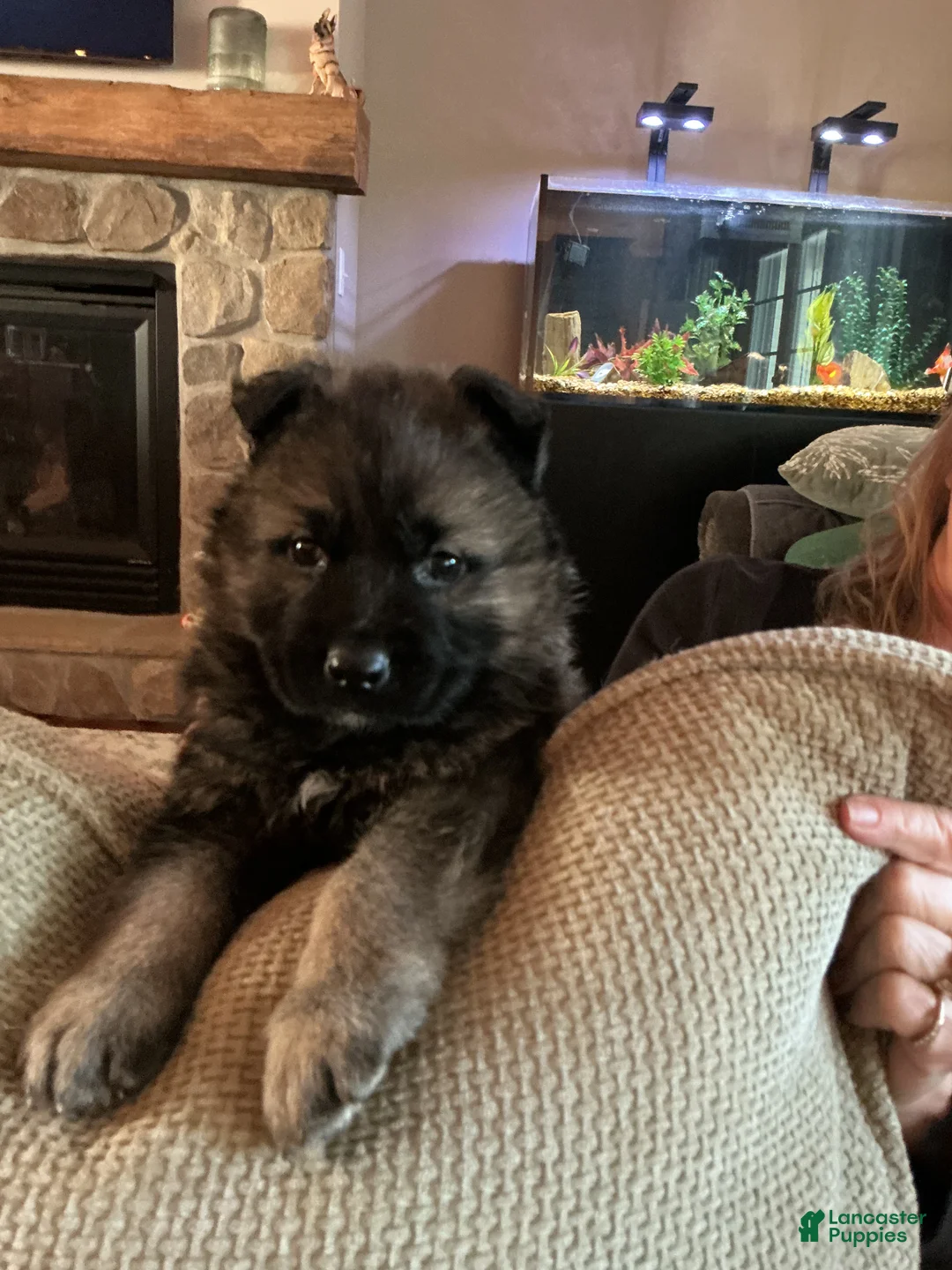 German Shepherd dogs for sale: German Shepherd Puppy 2 - Ad 1