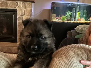 German Shepherd dogs German Shepherd Puppy 2 - Ad 37