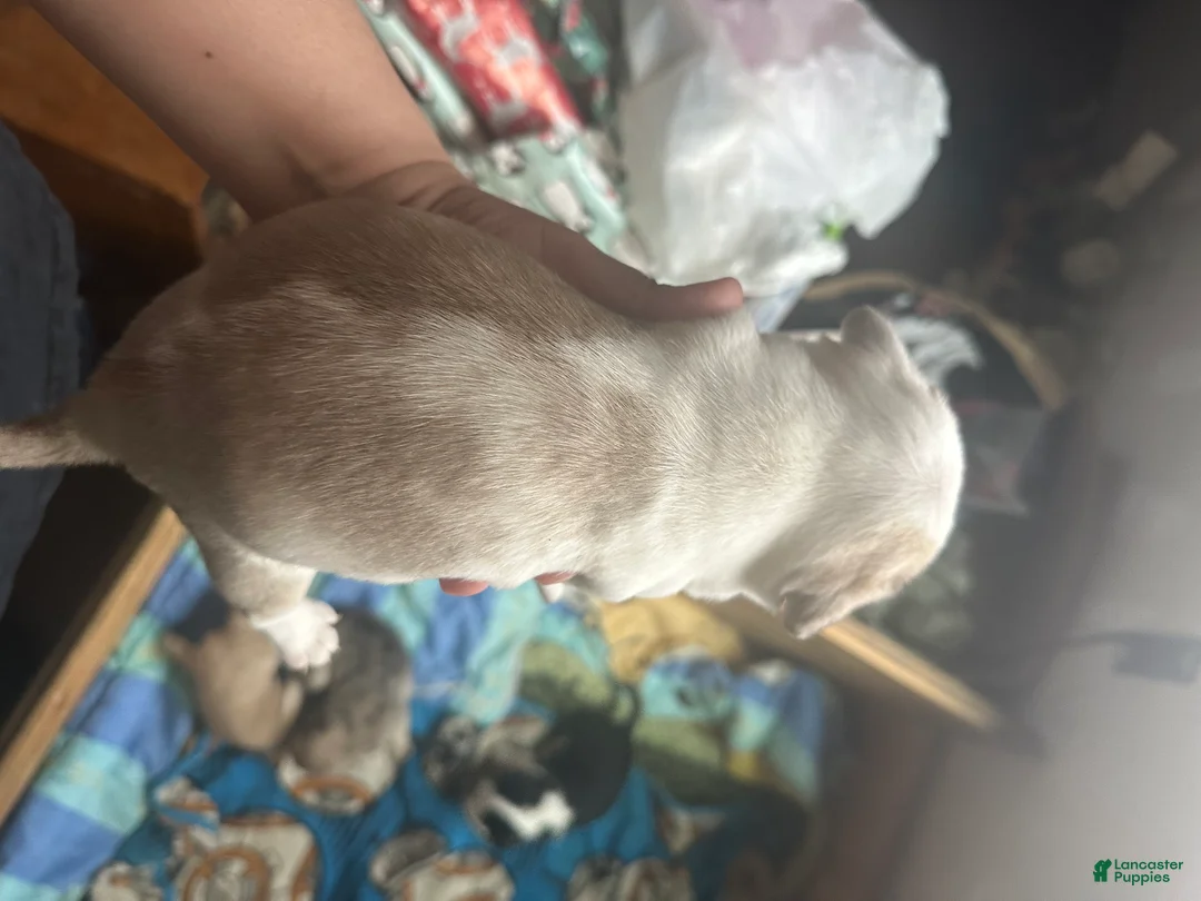 Pug dogs for sale: Finnley - Ad 8