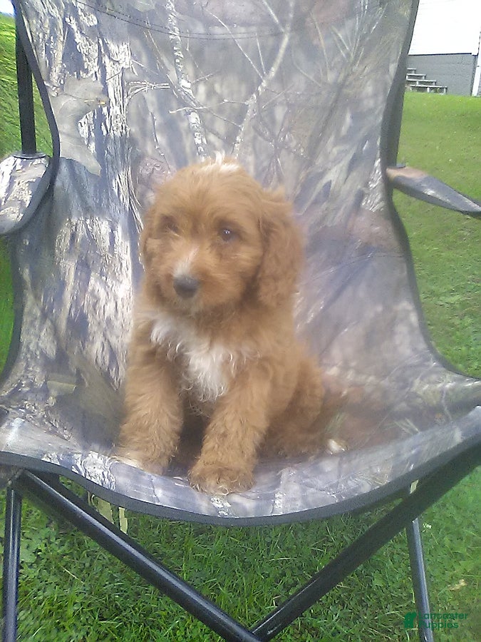 Cavapoo dogs for sale: Max - Ad 1