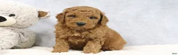 Mini Goldendoodle dogs for sale: Arnold - Ad 4