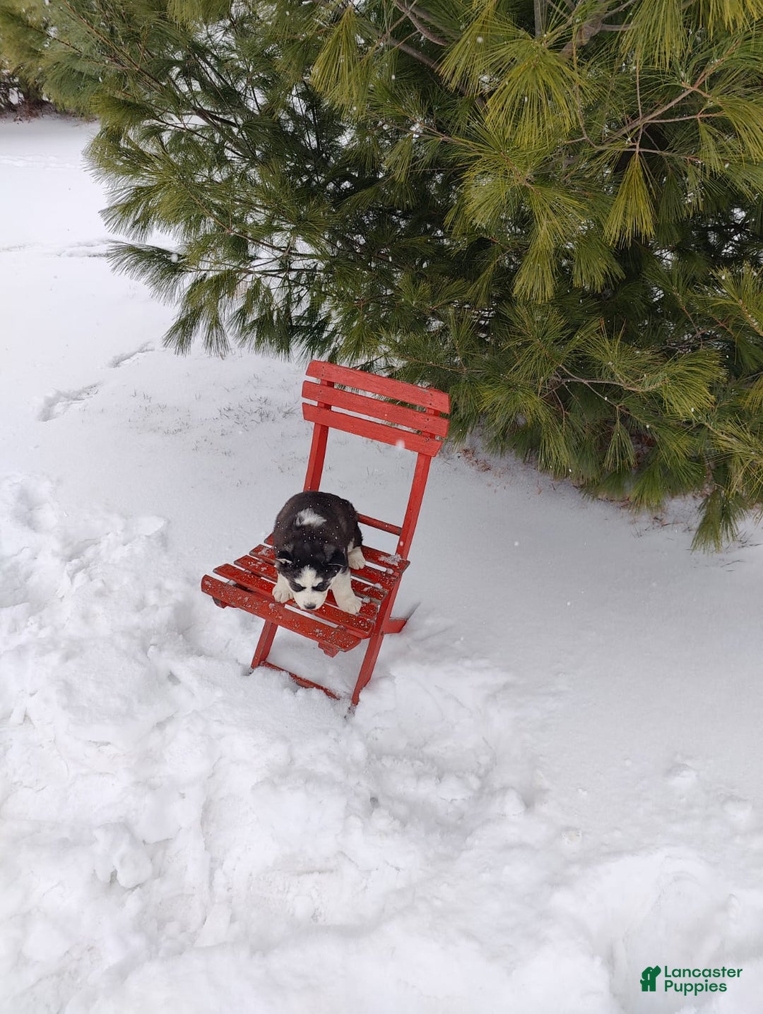 Siberian Husky dogs for sale: Lucy - Ad 4