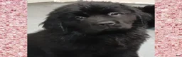 Newfoundland dogs for sale: Mocha - Ad 2