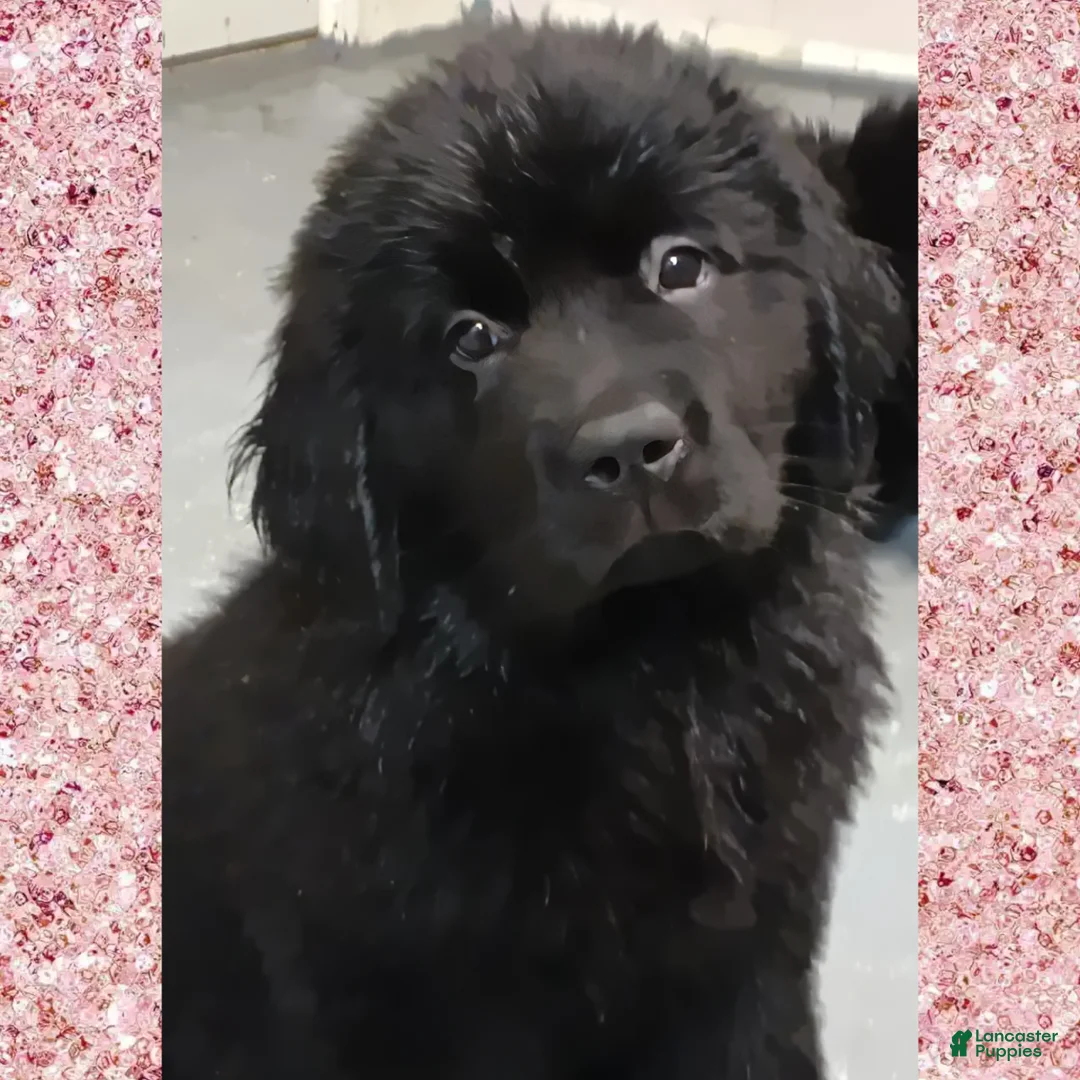 Newfoundland dogs for sale: Mocha - Ad 2