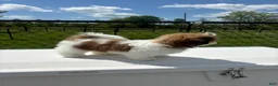 Shih Tzu dogs for sale: Meredith  - Ad 6