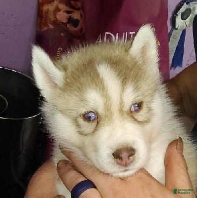 Siberian Husky dogs Sean - Ad 1
