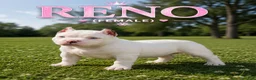 American Bully dogs for stud: T-Rex - Ad 6