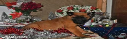 Belgian Malinois dogs for sale: Bruno - Ad 19