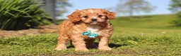 Cavapoo dogs for sale: Percy - Ad 8