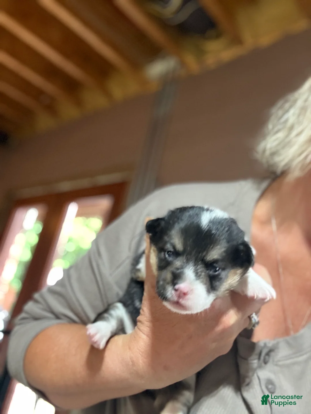 Welsh Corgi Pembroke dogs for sale: Welsh Corgi Pembroke 4 - Ad 1