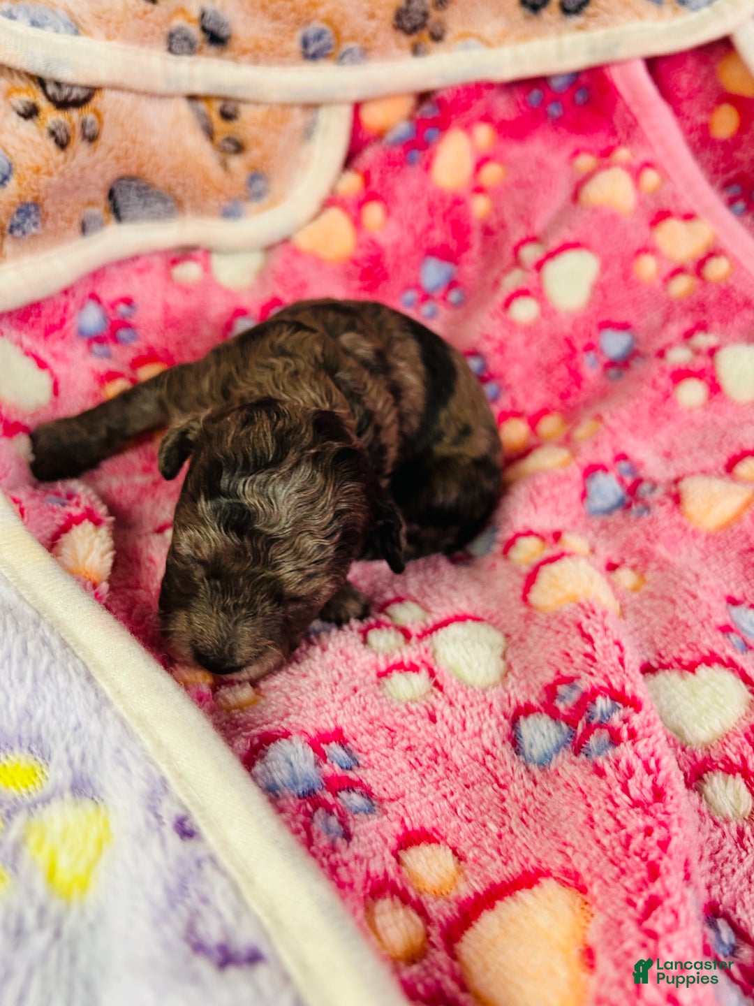 Cavapoo dogs for sale: Lilly - Ad 1