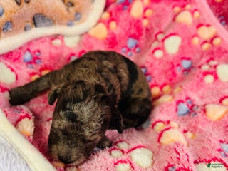 Cavapoo dogs Lilly - Ad 24