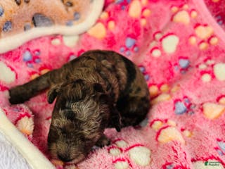 Cavapoo dogs for sale: Lilly - Ad 2