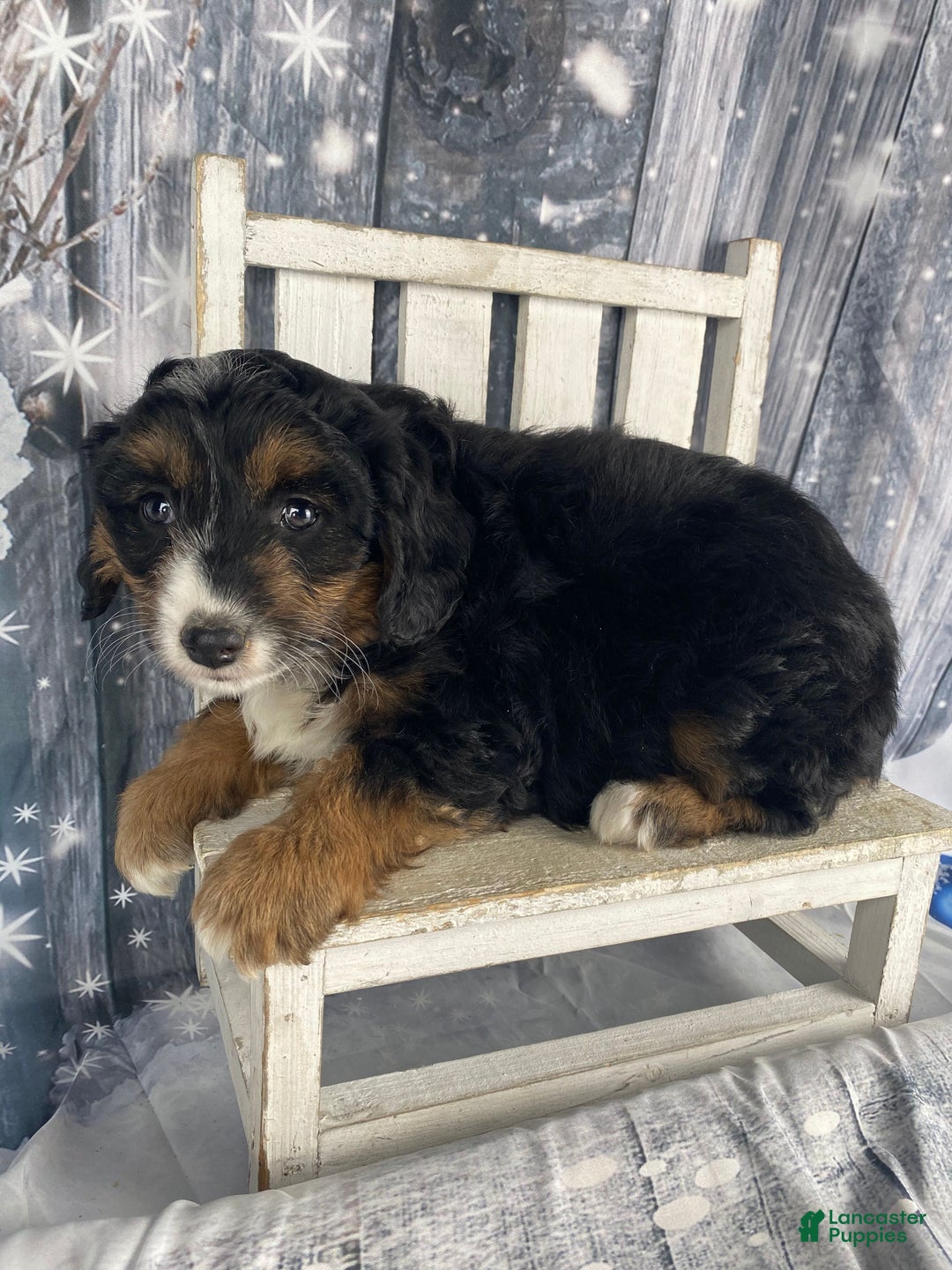 Aussiedoodle dogs for sale: Oreo - Ad 4
