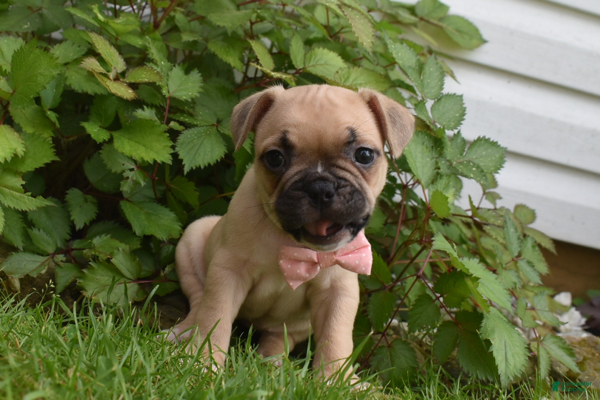 Frug dogs Lilly  - Ad 1