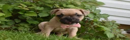 Frug dogs for sale: Lilly  - Ad 1