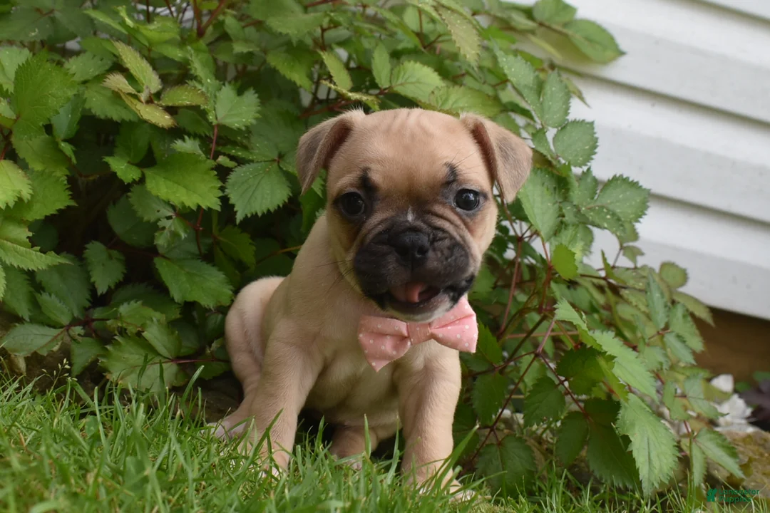 Frug dogs for sale: Lilly  - Ad 1
