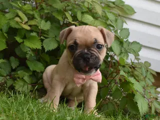 Frug dogs for sale: Lilly - Ad 3
