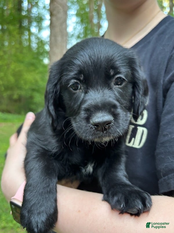 Mixed Breed dogs Kiara - Ad 2