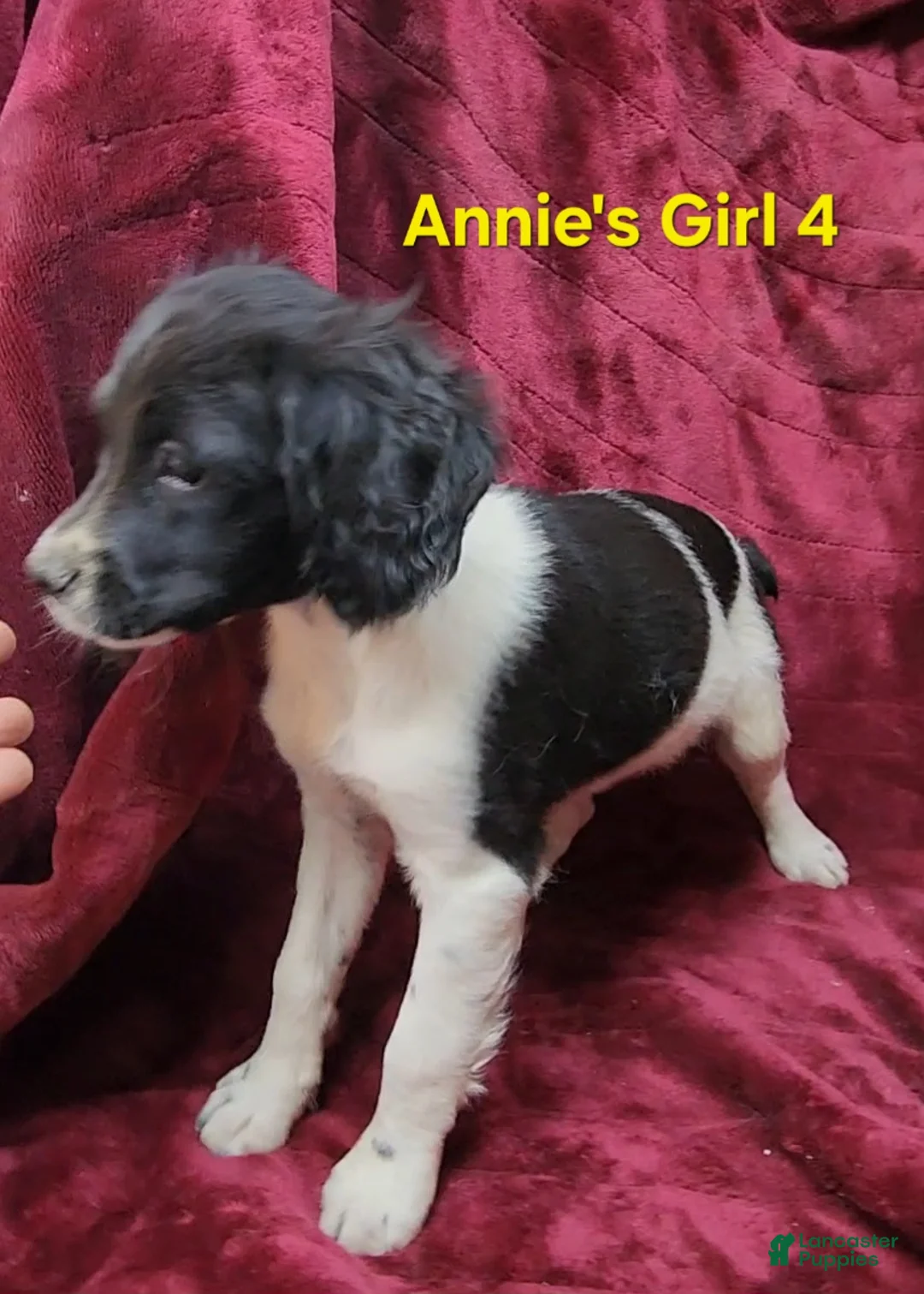 Brittany Spaniel dogs for sale: AKC/UKC French Brittany Annie's Girl 4 - Ad 2