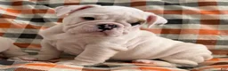 English Bulldog dogs for sale: Dax boy - Ad 3