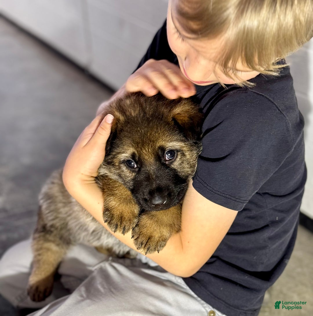 German Shepherd dogs for sale: Dallas - Ad 9