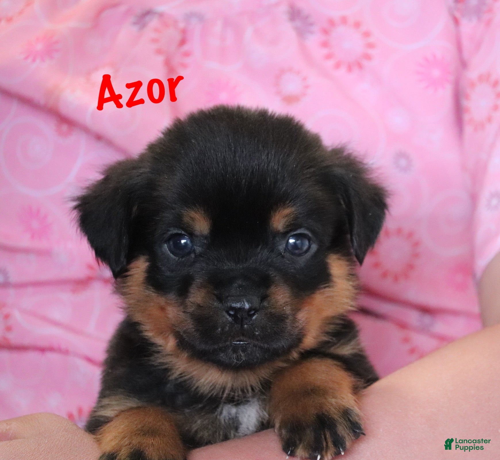 Rottweiler dogs Azor  - Ad 2