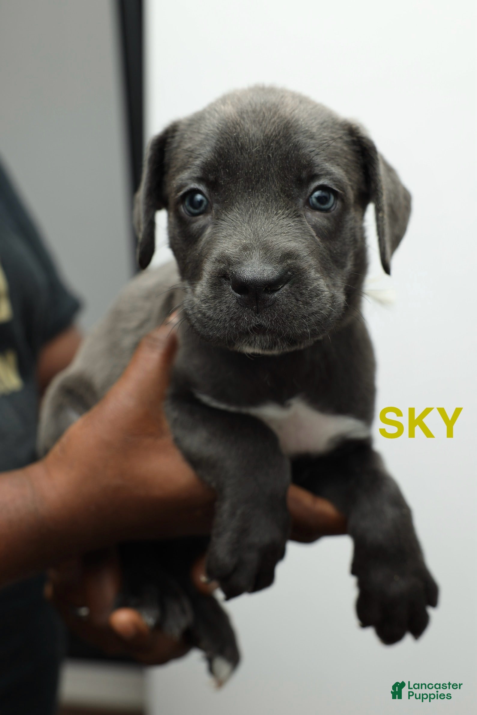 Cane Corso dogs Skye - Ad 6