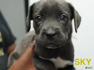 Cane Corso dogs Skye - Ad 4