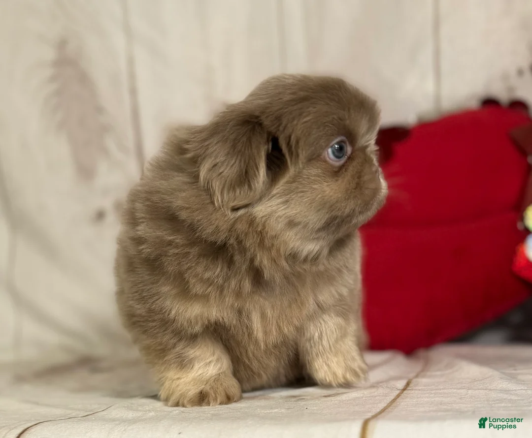 Pekingese dogs for sale: Akc DNA OFA Olaf- lilac tan points  - Ad 13