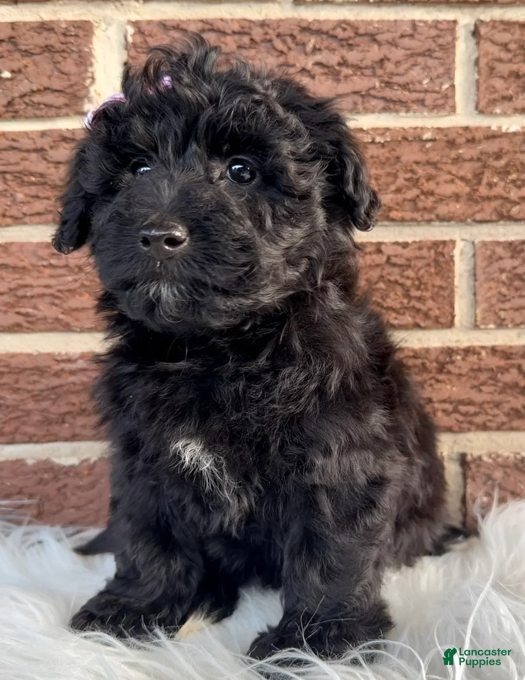 Yorkiepoo dogs for sale: Juniper - Ad 2