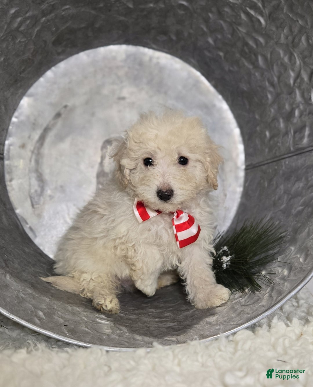 Pomapoo dogs for sale: Lonnie - Ad 4