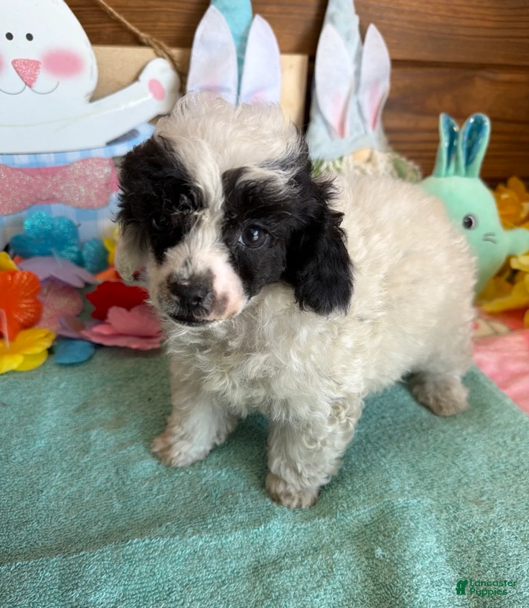 Toy Poodle dogs for sale: Bandit - Ad 3