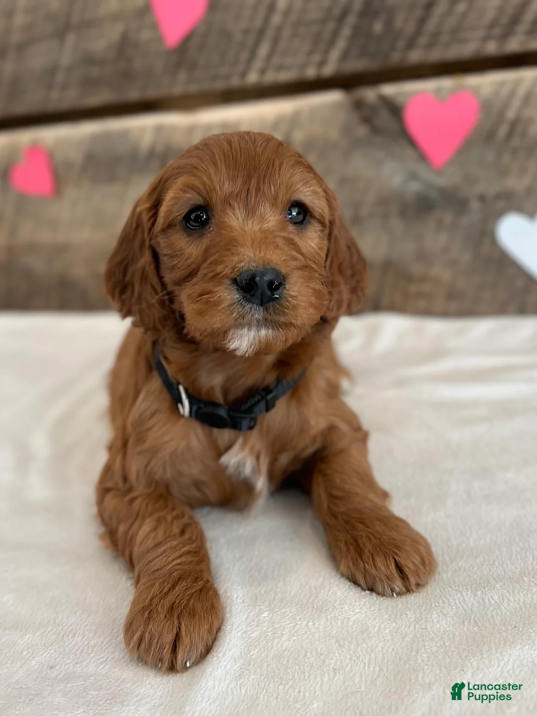 Irish Doodle dogs for sale: Jasmine - Ad 18