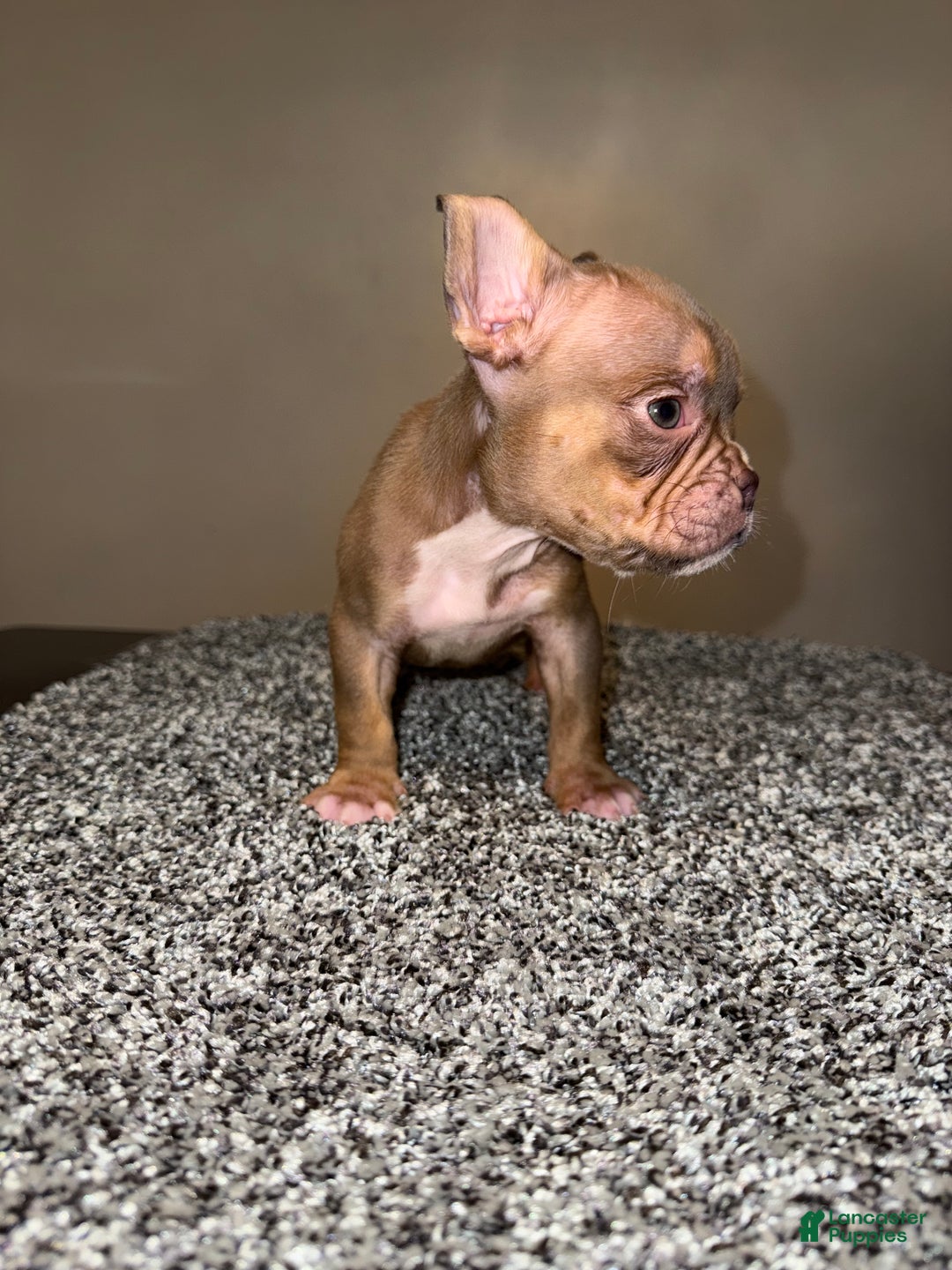 American Bully dogs for sale: American Bully Puppy 5 - Ad 8