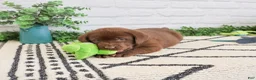 Labrador Retriever dogs for sale: Zazu - Ad 2