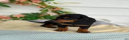 Miniature Dachshund dogs for sale: Janie - Ad 2