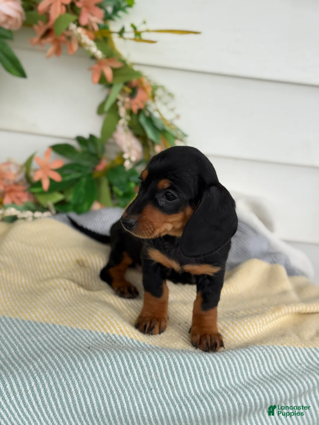 Miniature Dachshund dogs for sale: Janie - Ad 2