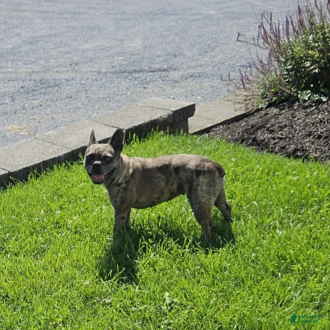 French Bulldog Puppies for sale under $700 Lancaster Puppies