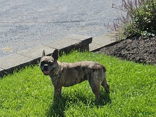 French Bulldog dogs - Ad 9