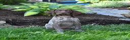 German Shorthaired Pointer dogs for sale: Patches - Ad 3