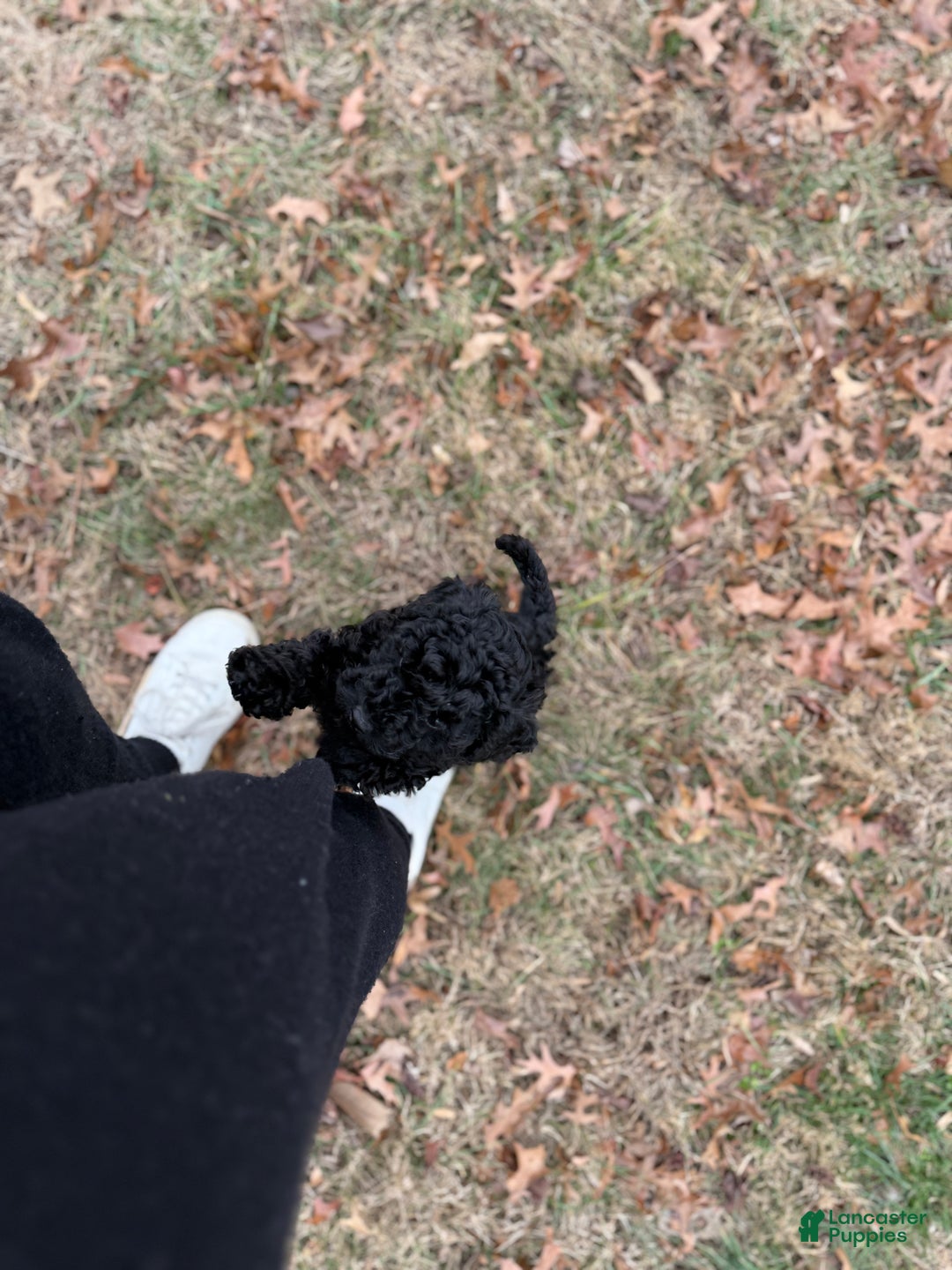 Toy Poodle dogs for sale: Dash - Ad 14