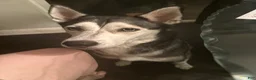 Pomsky dogs for sale: Flint - Ad 7
