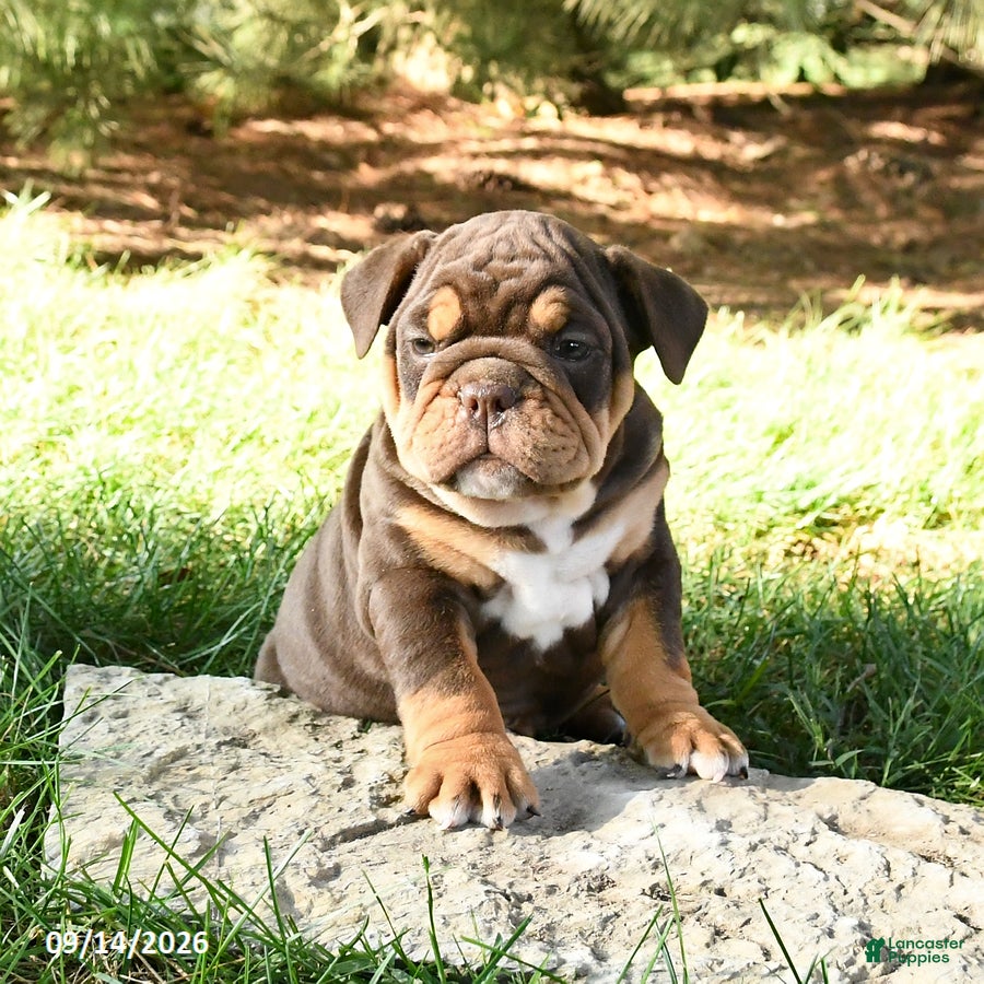 English Bulldog dogs Dallas - Ad 1