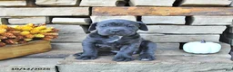 Cane Corso dogs for sale: Sage - Ad 4
