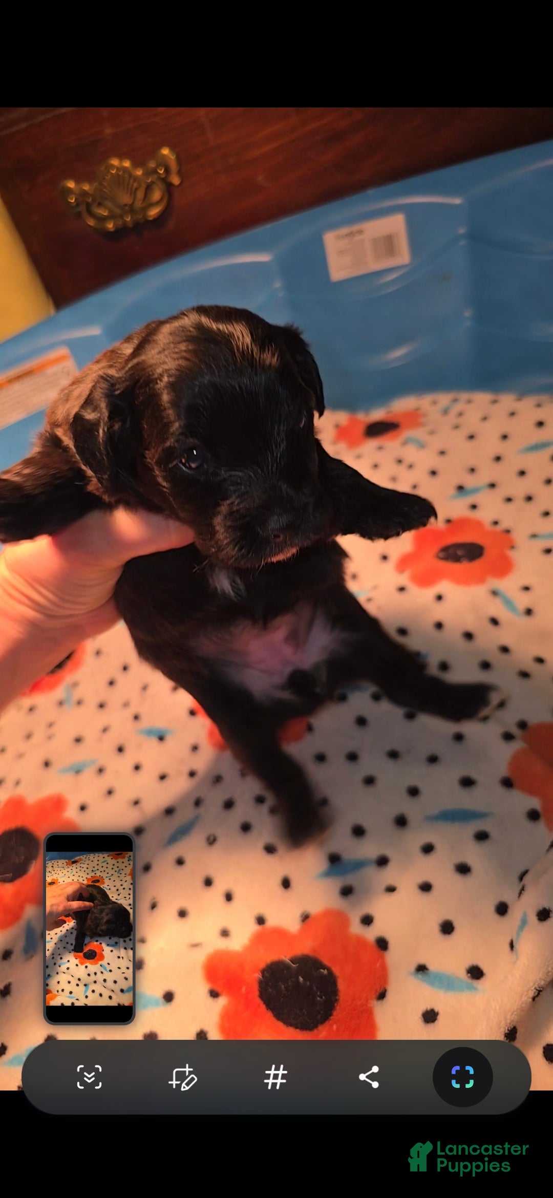 Mixed Breed dogs Tilly - Ad 4