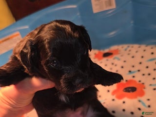 Mixed Breed dogs Tilly - Ad 26