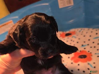 Mixed Breed dogs Tilly - Ad 11