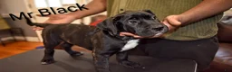 Presa Canario dogs for sale: Mr Black - Ad 5